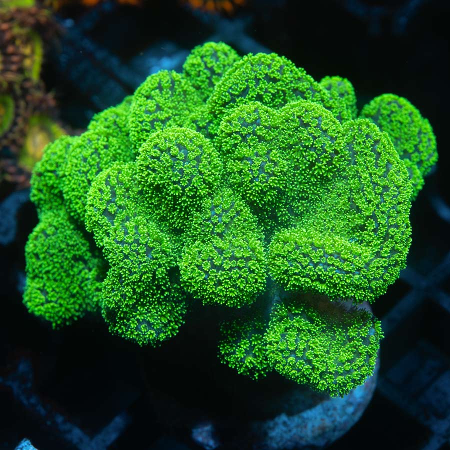 SBM Pocillopora Green