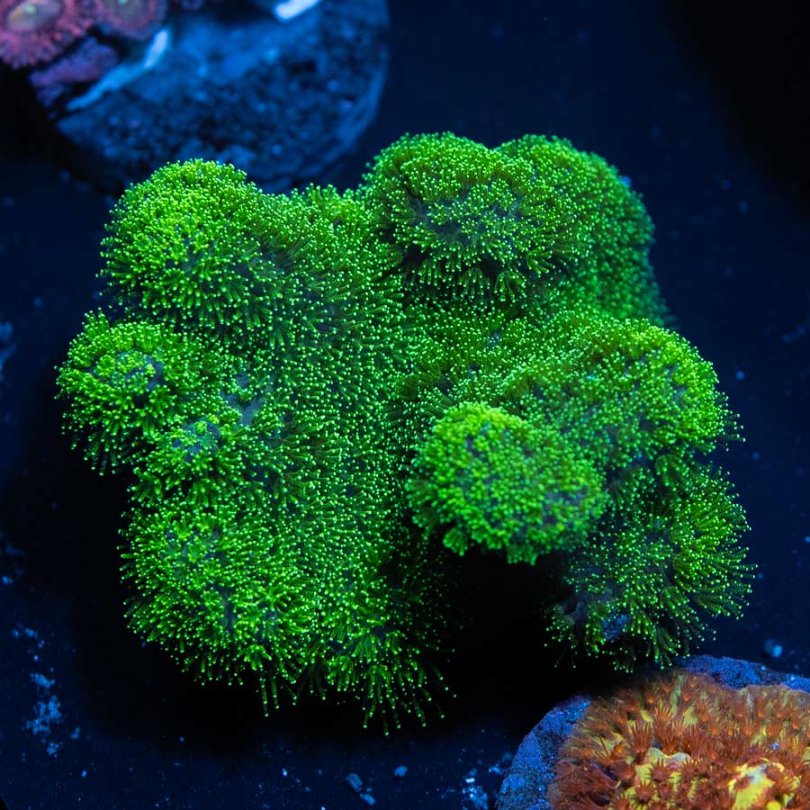 SBM Pocillopora Green