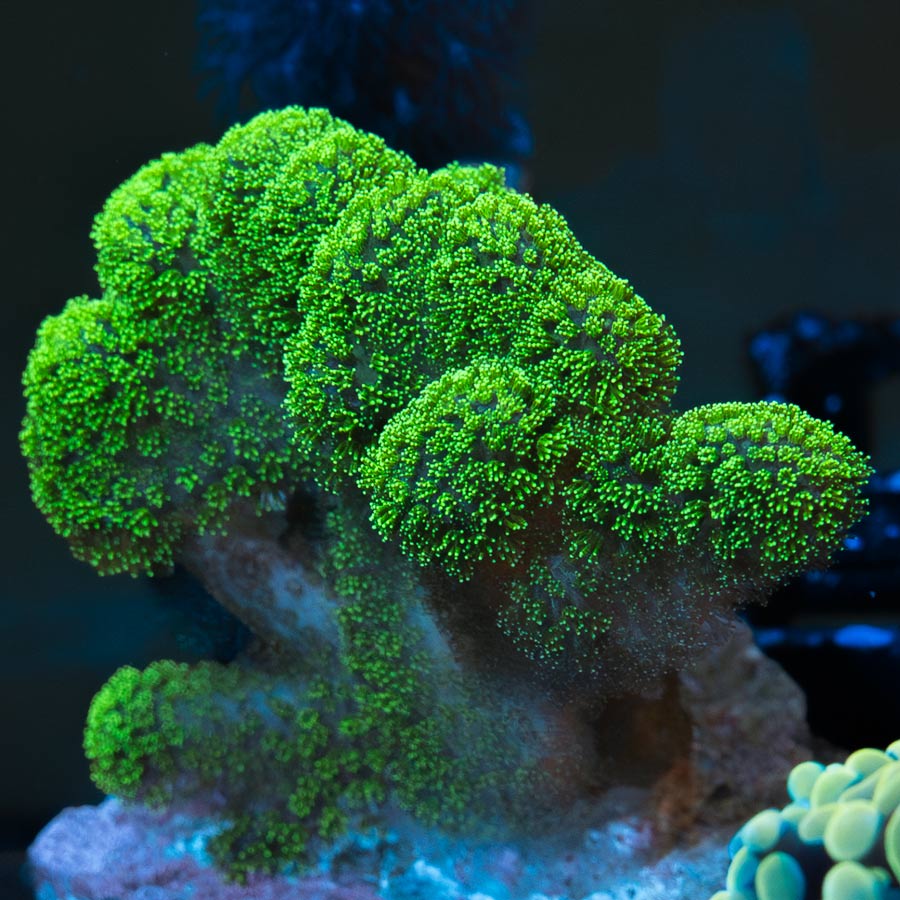 SBM Pocillopora Green