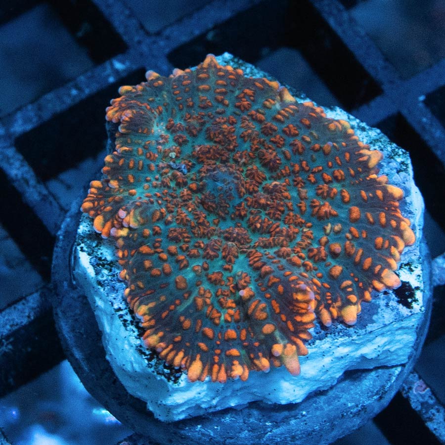 SBM Rhodactis Superman