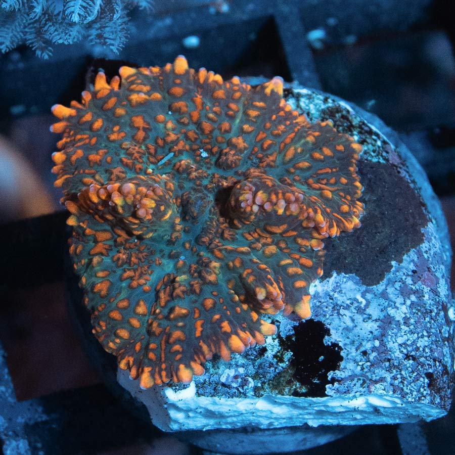 SBM Rhodactis Superman