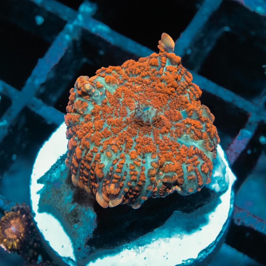 SBM Rhodactis Aquaman