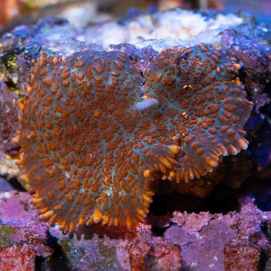 SBM Rhodactis Aquaman