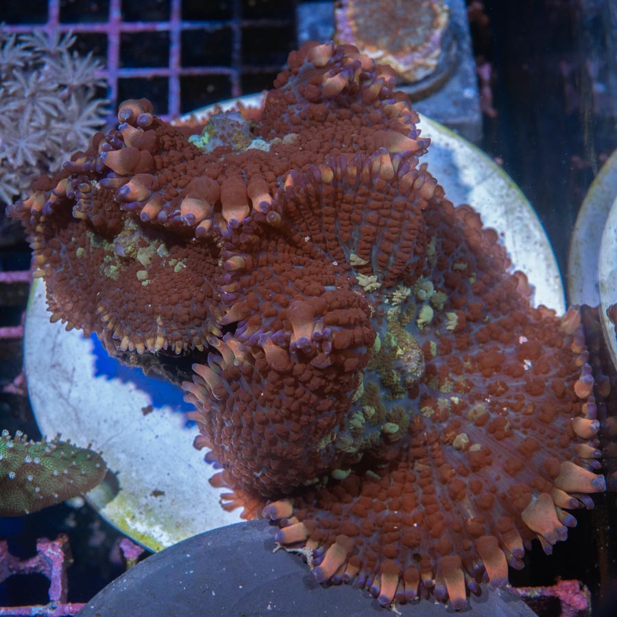 SBM Rhodactis Burdeos Pom Pom (ejemplar reproductor)