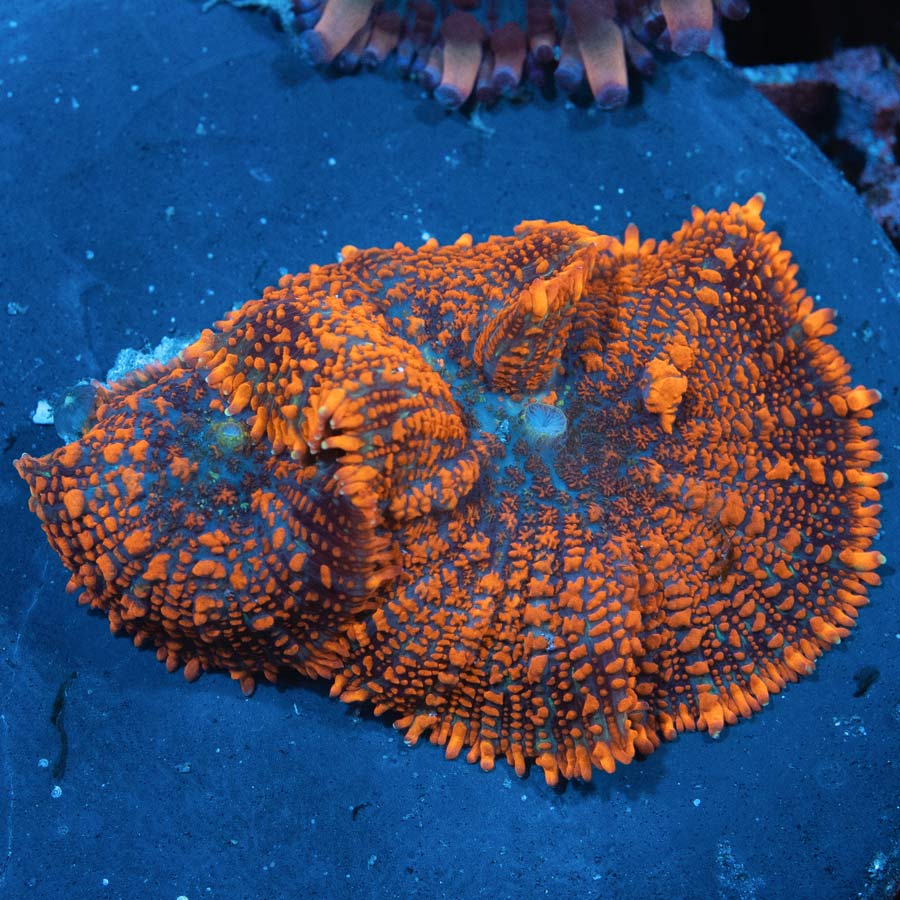 SBM Rhodactis King Julius (ejemplar reproductor) 7 cm