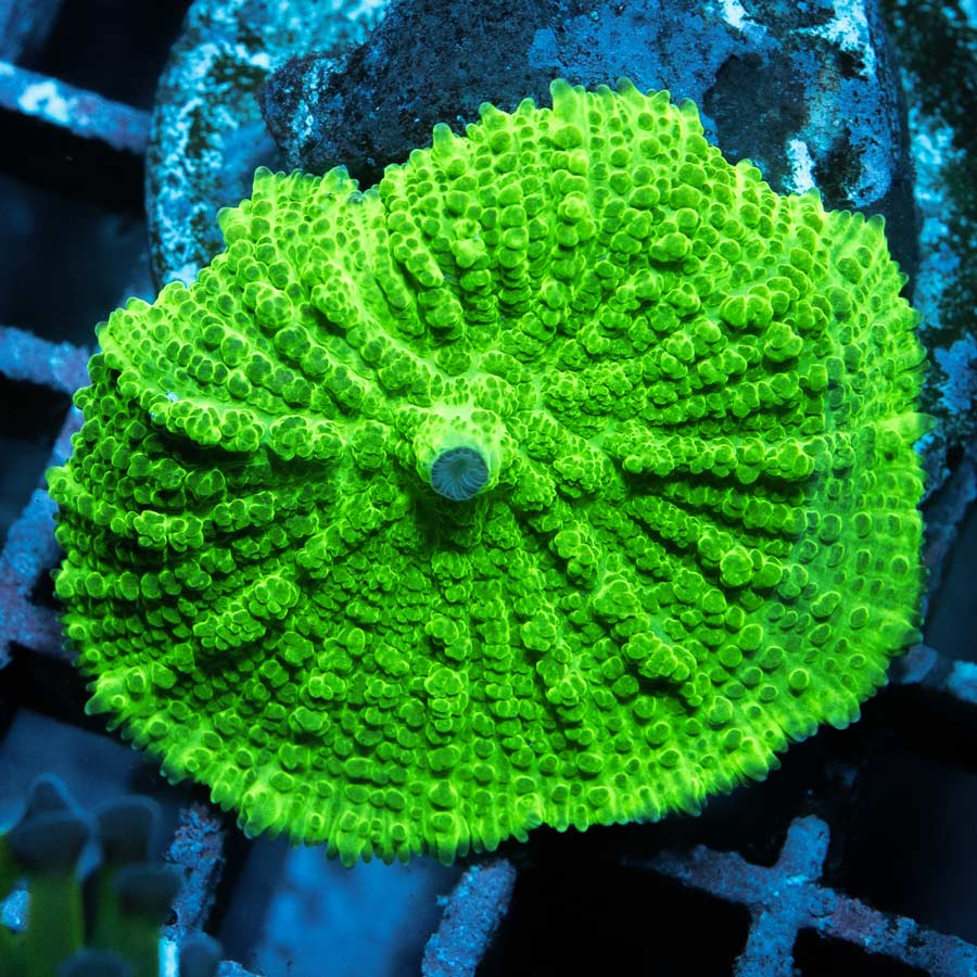 SBM Rhodactis Laser (ejemplar reproductor) 6 cm