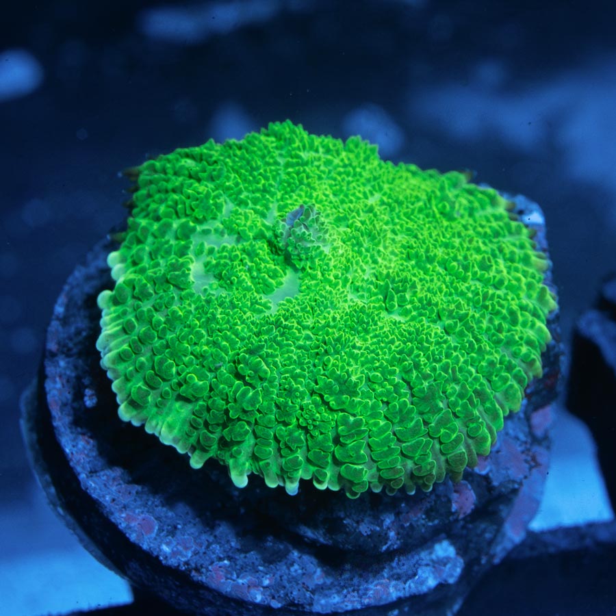 SBM Rhodactis Verde
