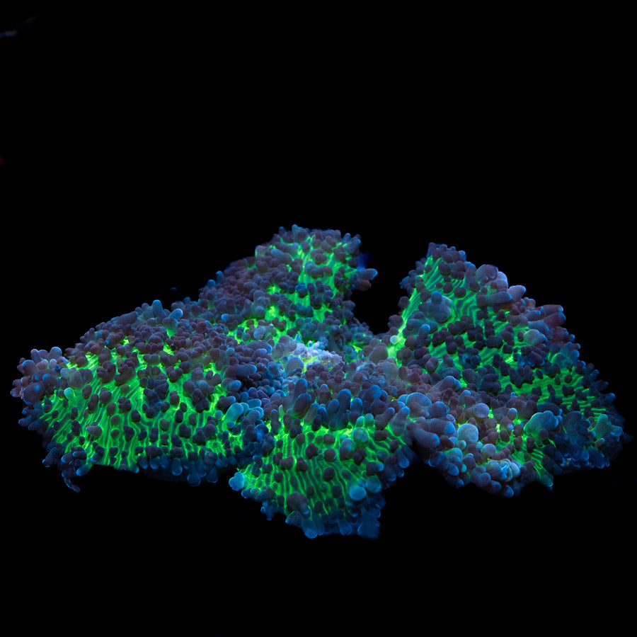 SBM Rhodactis Inchoata XXL 19 cm