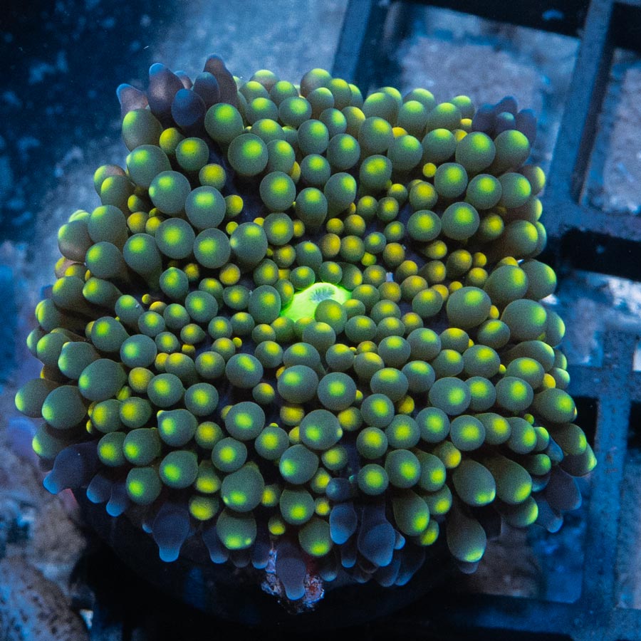 SBM Ricordea Florida Lima