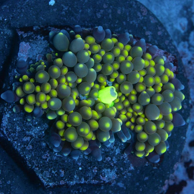 SBM Ricordea Lima Limon