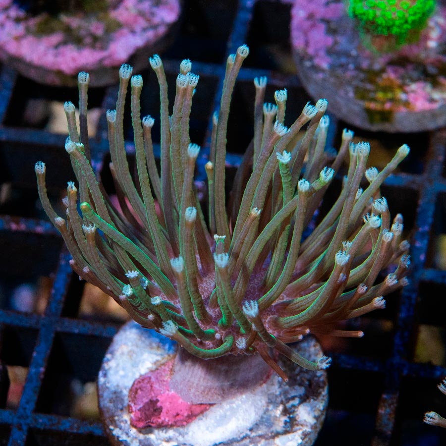 SBM Sarcophyton Urchin Madagascar