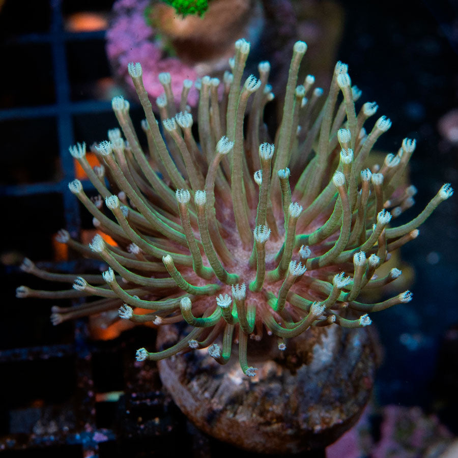 SBM Sarcophyton Urchin Madagascar