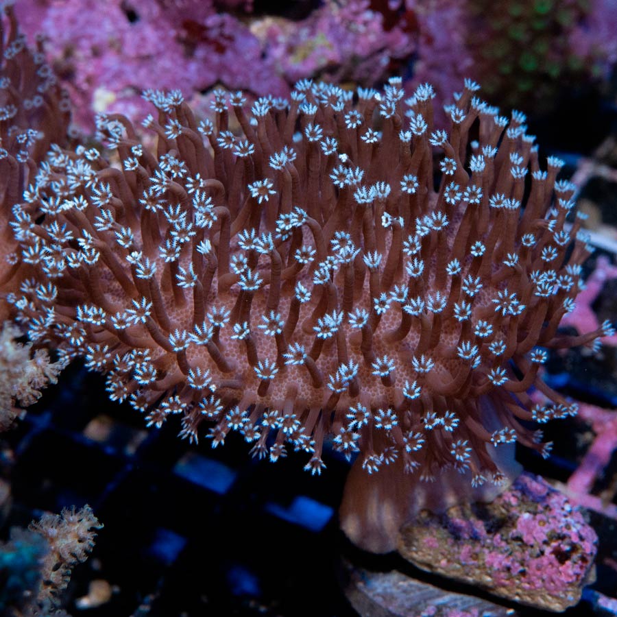 SBM Sarcophyton Black Torch