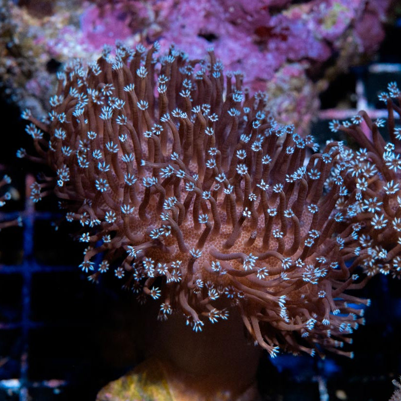 SBM Sarcophyton Black Torch