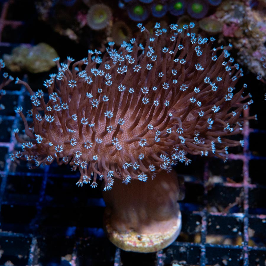 SBM Sarcophyton Black Torch