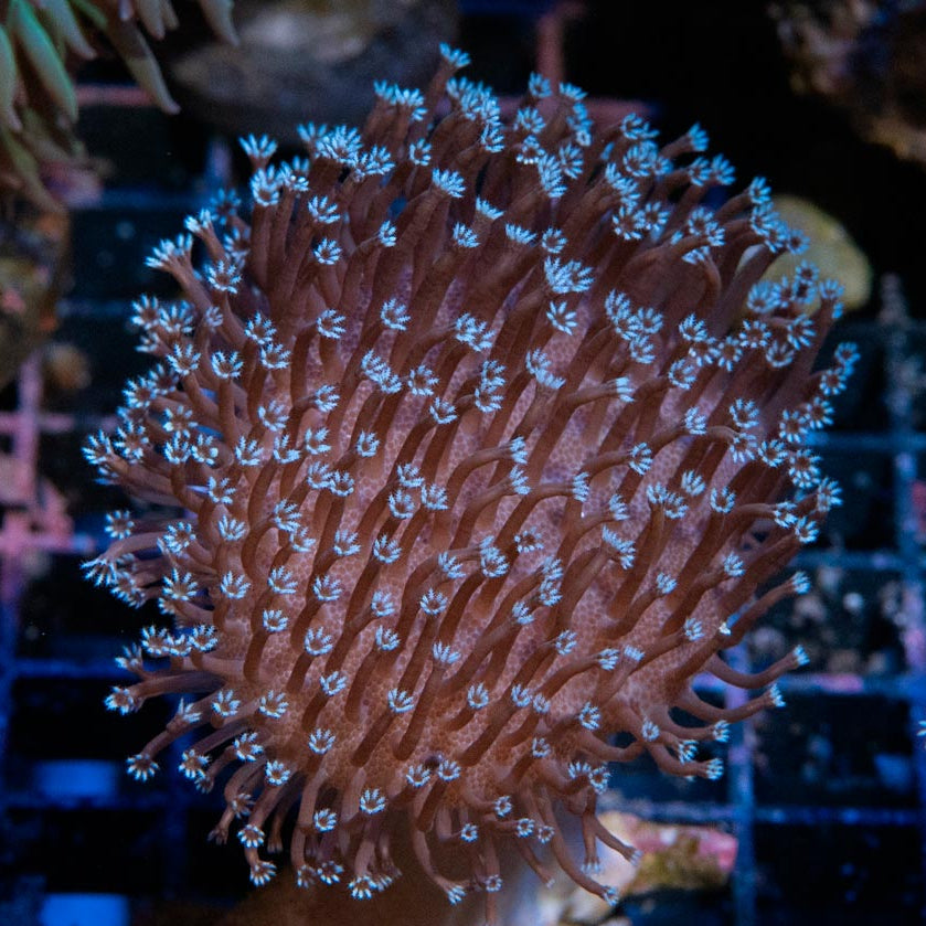 SBM Sarcophyton Black Torch