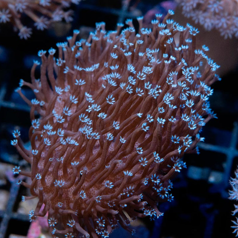 SBM Sarcophyton Black Torch