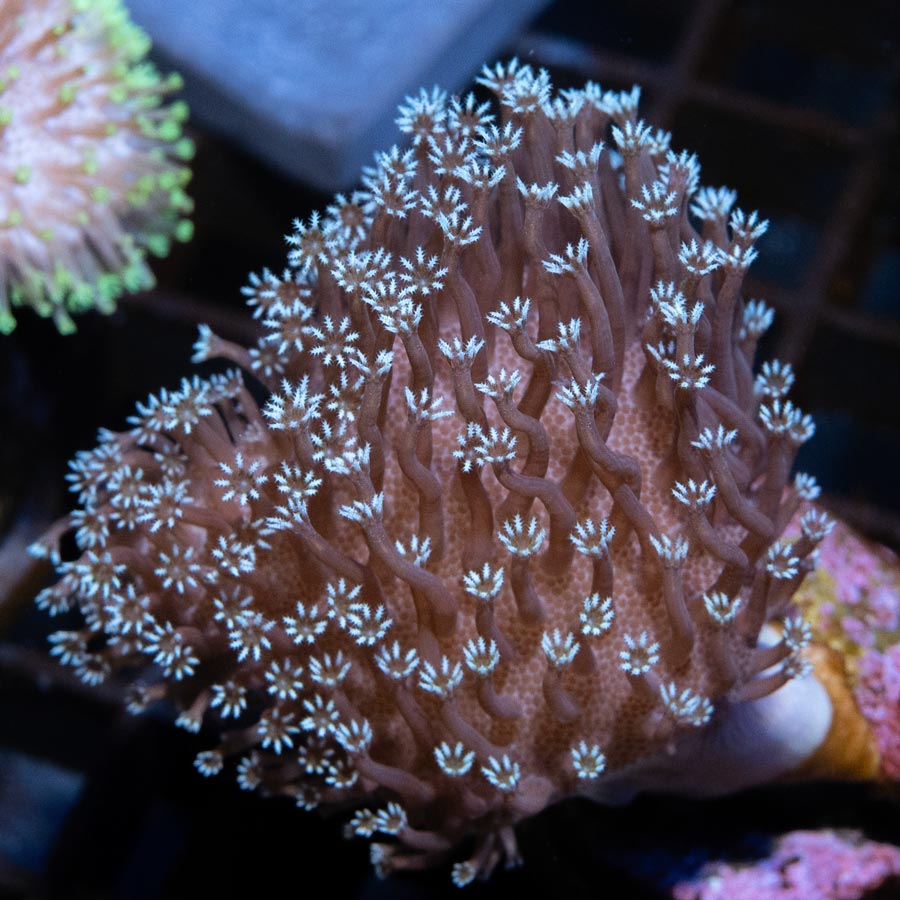 SBM Sarcophyton Black Torchj 4 cm