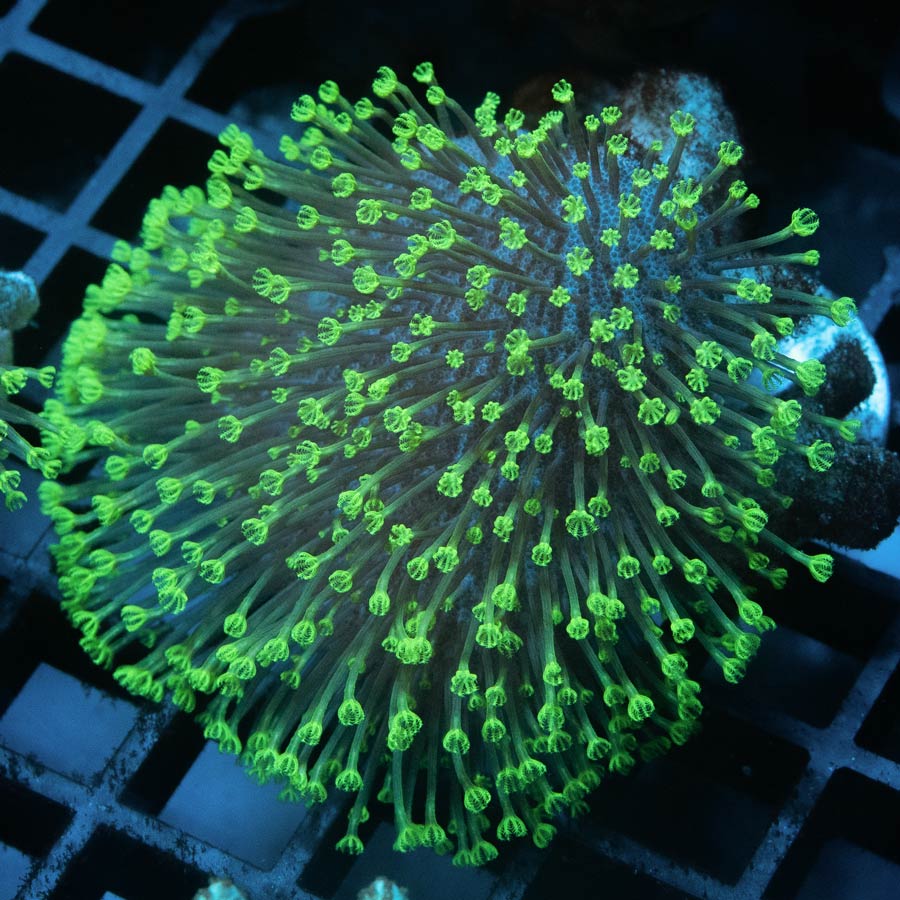 SBM Sarcophyton Fiji