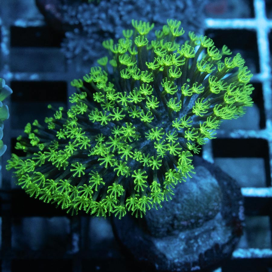 SBM Sarcophyton Fiji Superfluor 4 cm