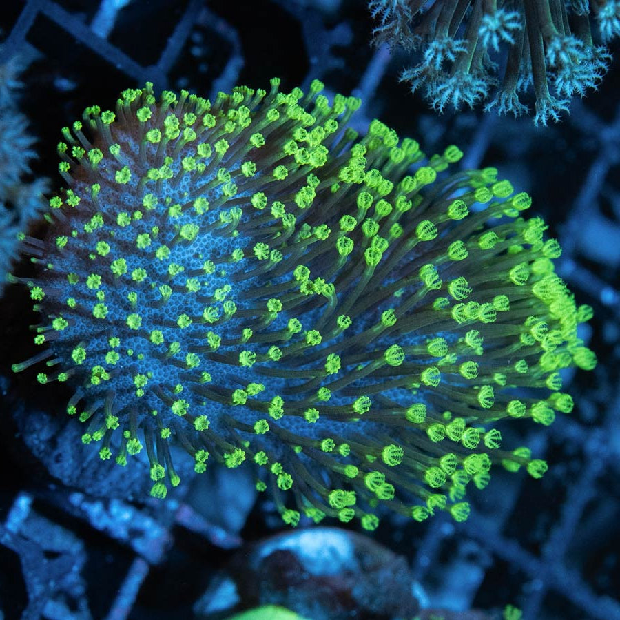 SBM Sarcophyton Fiji Fluor