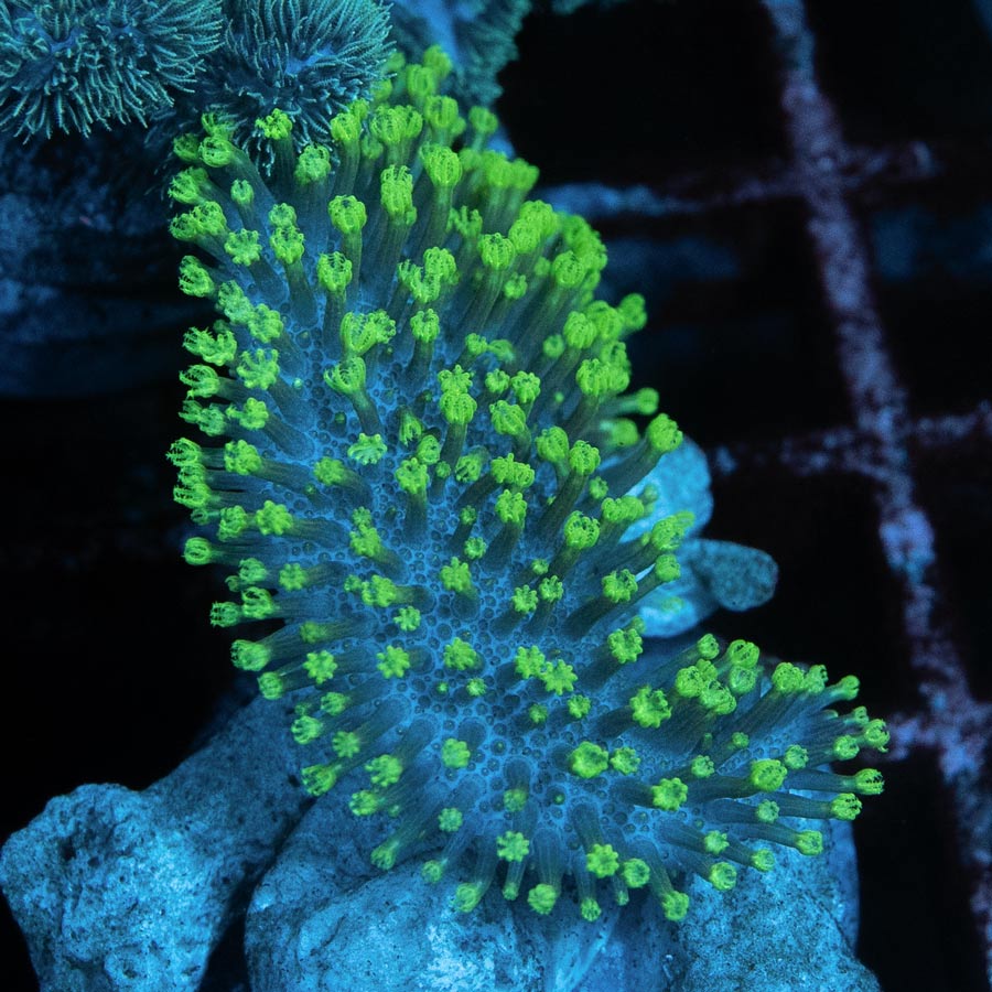 SBM Sarcophyton Fiji Fluor