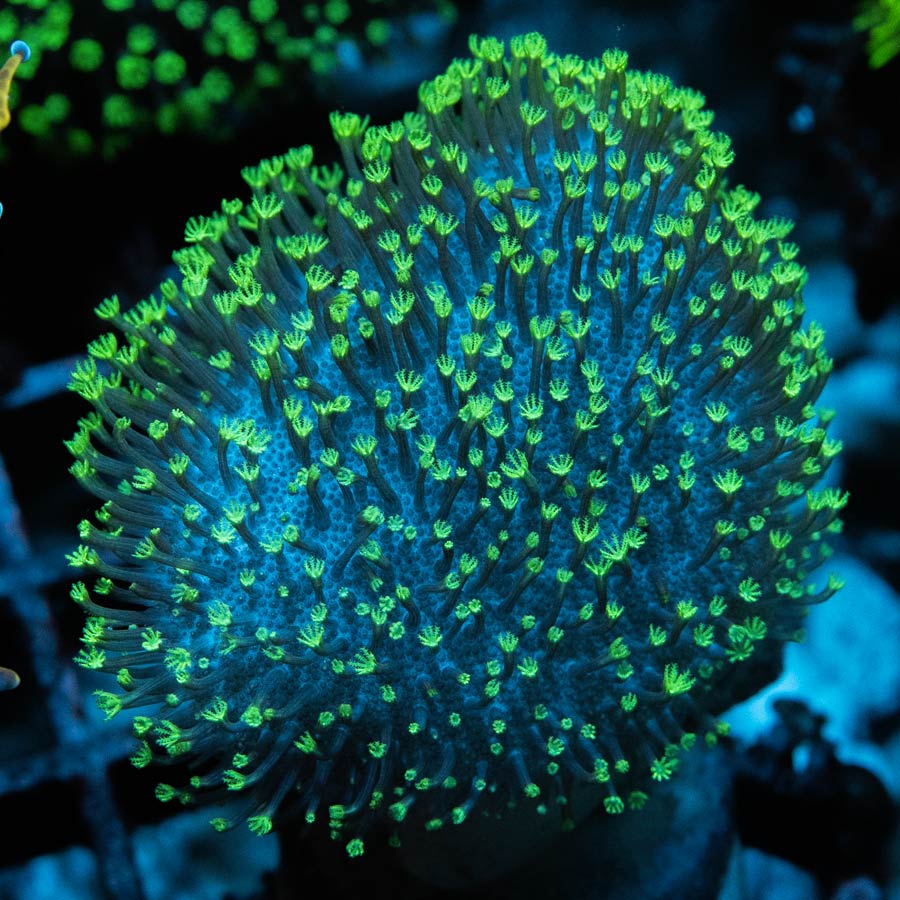 SBM Sarcophyton Fiji Fluor