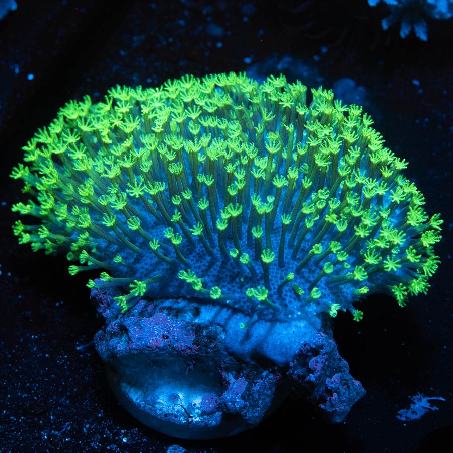 SBM Sarcophyton Fiji Fluor