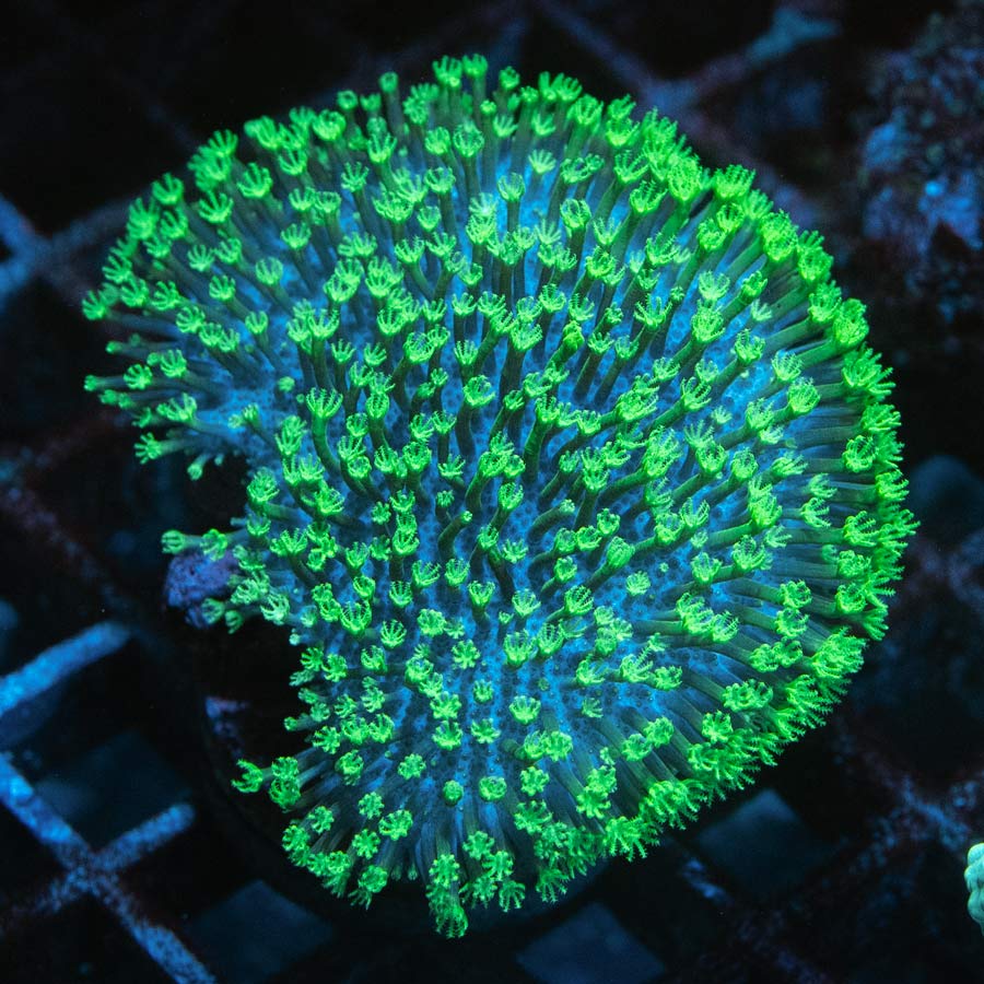 SBM Sarcophyton Fiji Superfluor