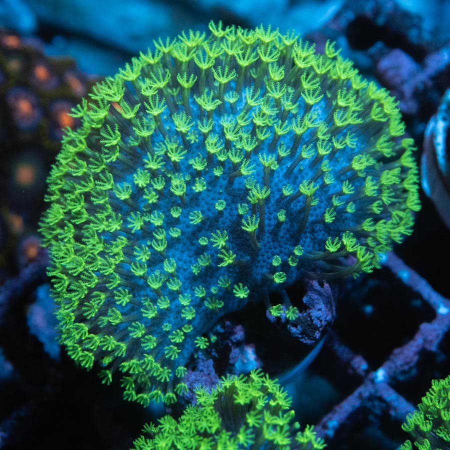 SBM Sarcophyton Fiji