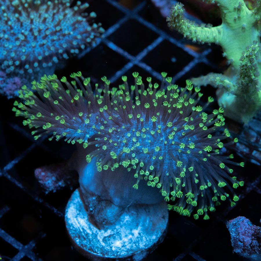 SBM Sarcophyton Fiji Fluor