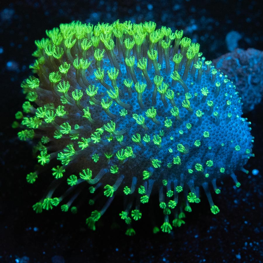 SBM Sarcophyton Fiji Fluor