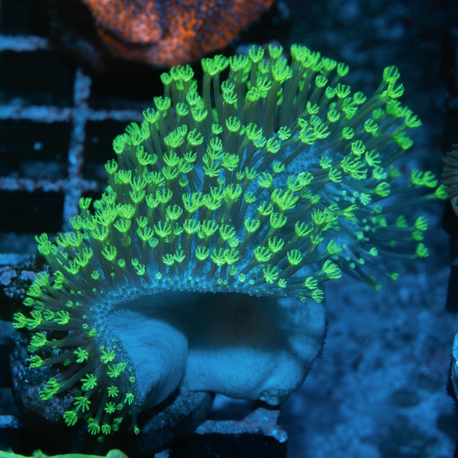 SBM Sarcophyton Fiji Fluor