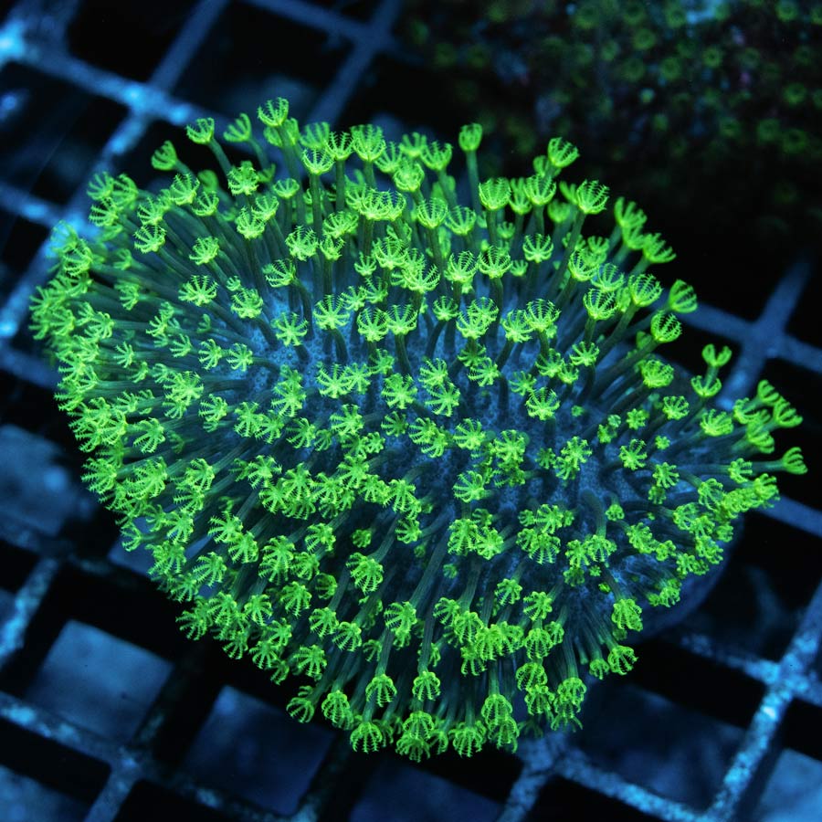 SBM Sarcophyton Fiji Super Fluor 6 cm