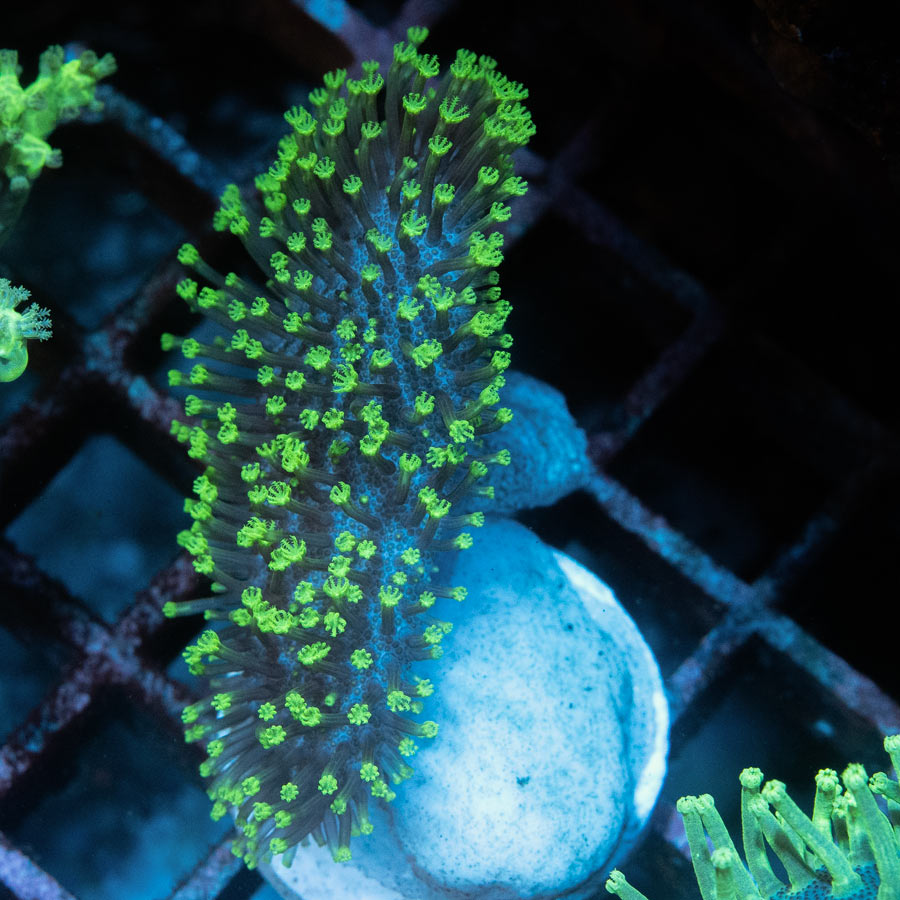 SBM Sarcophyton Fiji Fluor