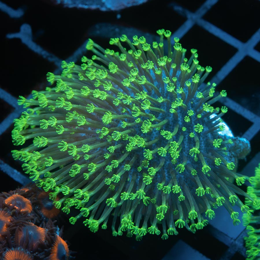 SBM Sarcophyton Fiji