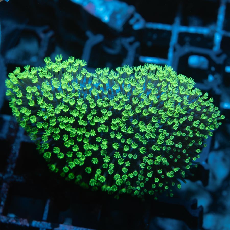 SBM Sarcophyton Fiji Fluor