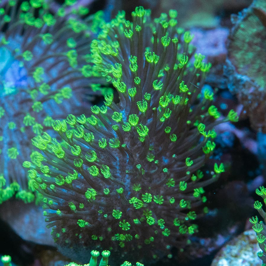 SBM Sarcophyton FIji Fluor