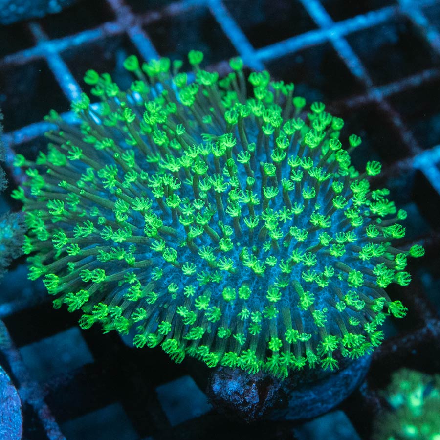 SBM Sarcophyton Fiji Superfluor
