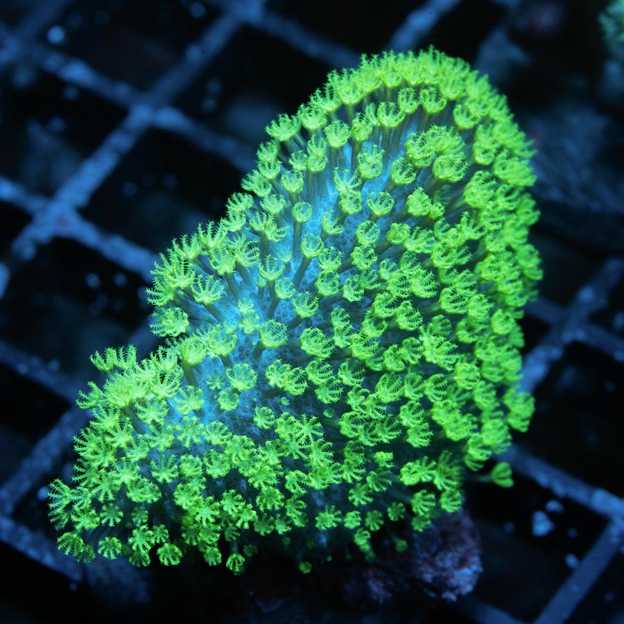 SBM Sarcophyton Fiji