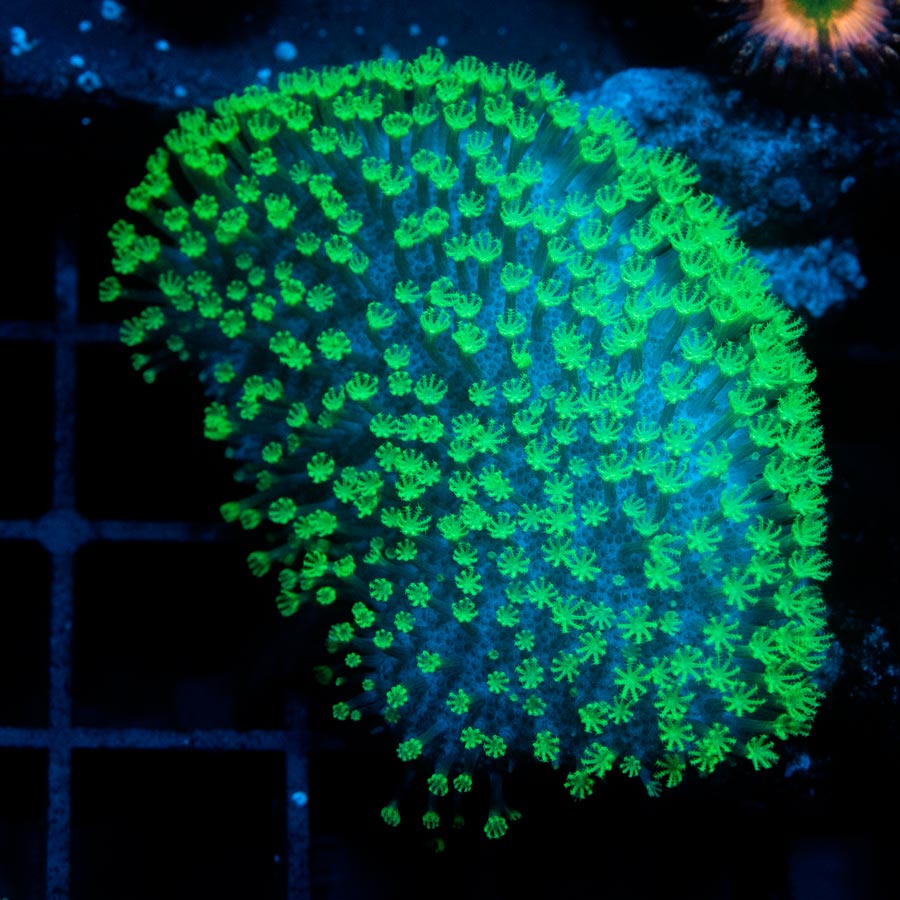 SBM Sarcophyton Fiji