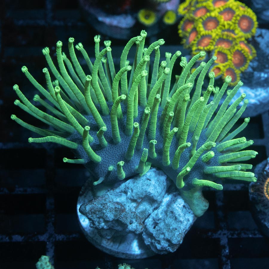 SBM Sarcophyton Madagascar