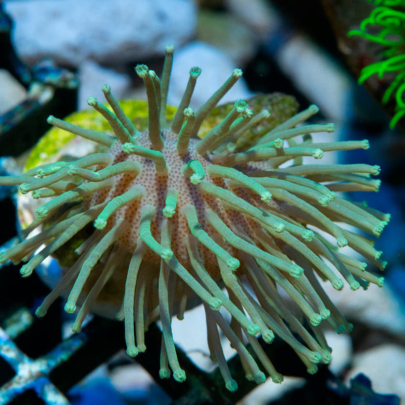 SBM Sarcophyton Madagascar Urchin