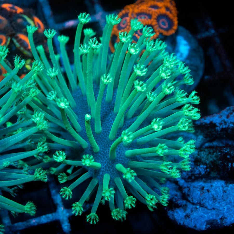 SBM Sarcophyton Madagascar