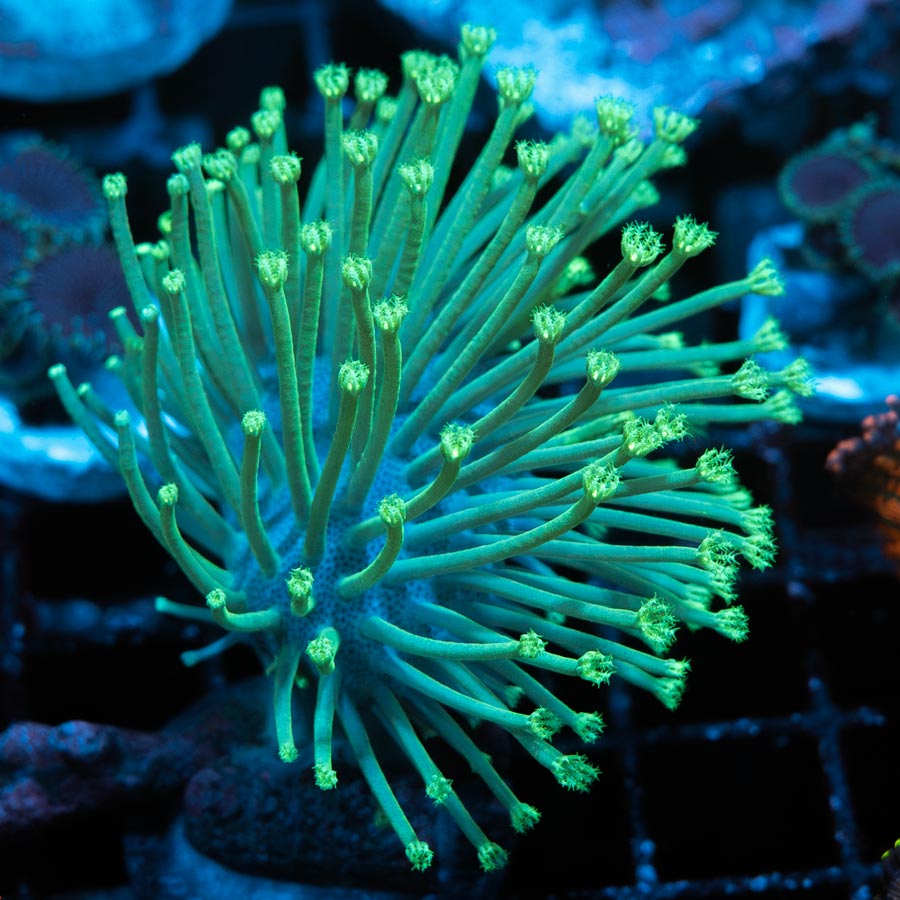 SBM Sarcophyton Madagascar