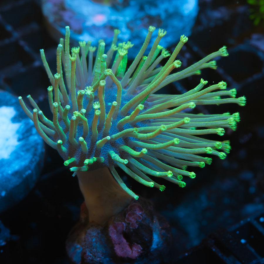 SBM Sarcophyton Madagascar Urchin
