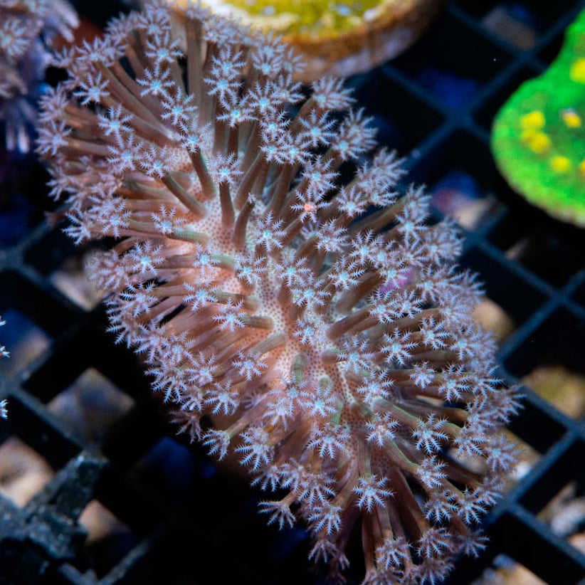 SBM Sarcophyton White