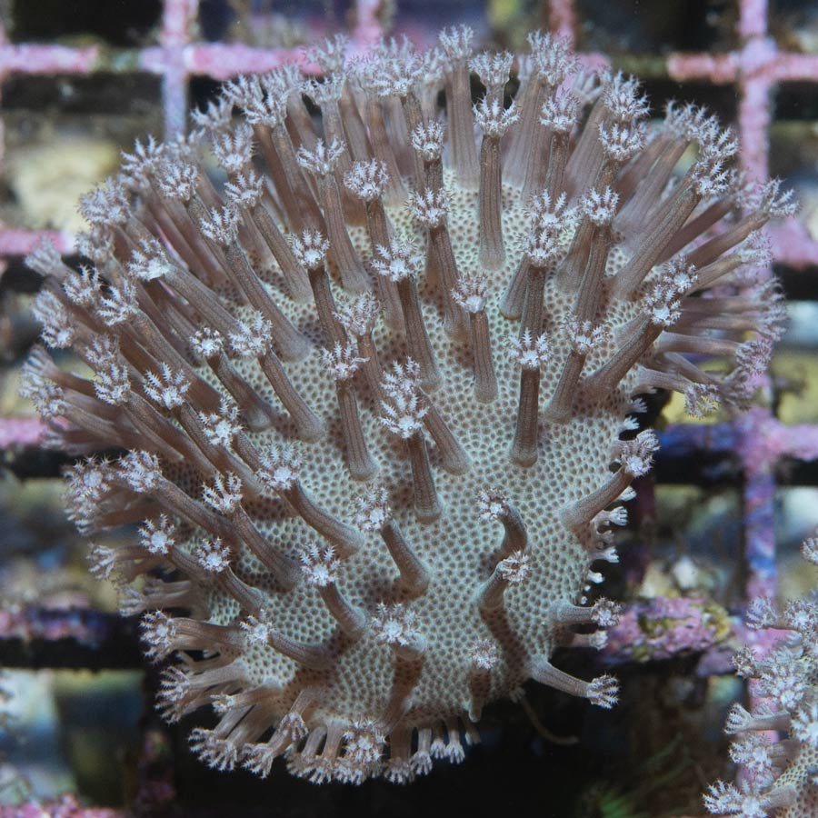 SBM Sarcophyton White