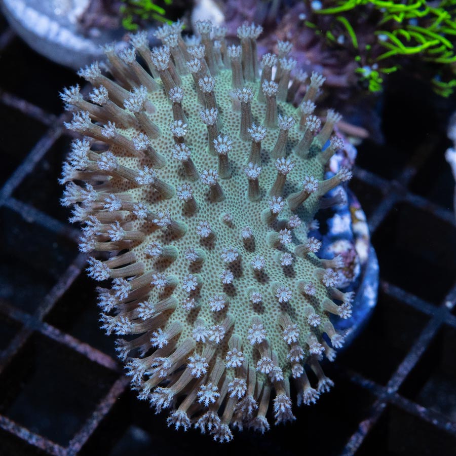 SBM Sarcophyton White Leather