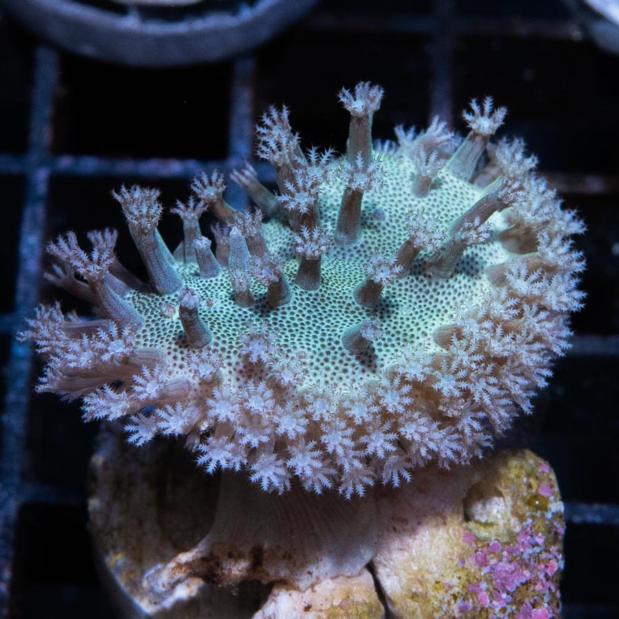 SBM Sarcophyton White Leather